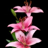Nature Photo