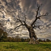 Nature Photo