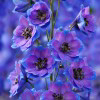 Nature Photo