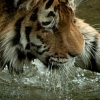 Nature Photo