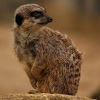 Nature Photo